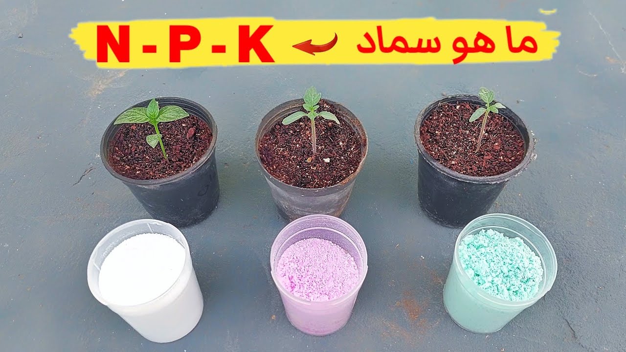 الطريقة الصحيحة لأستخدام سماد N.p.k الرش الورقي - التسميد بكل بساطة