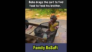 bobo drags the cart to find food to feed his brother