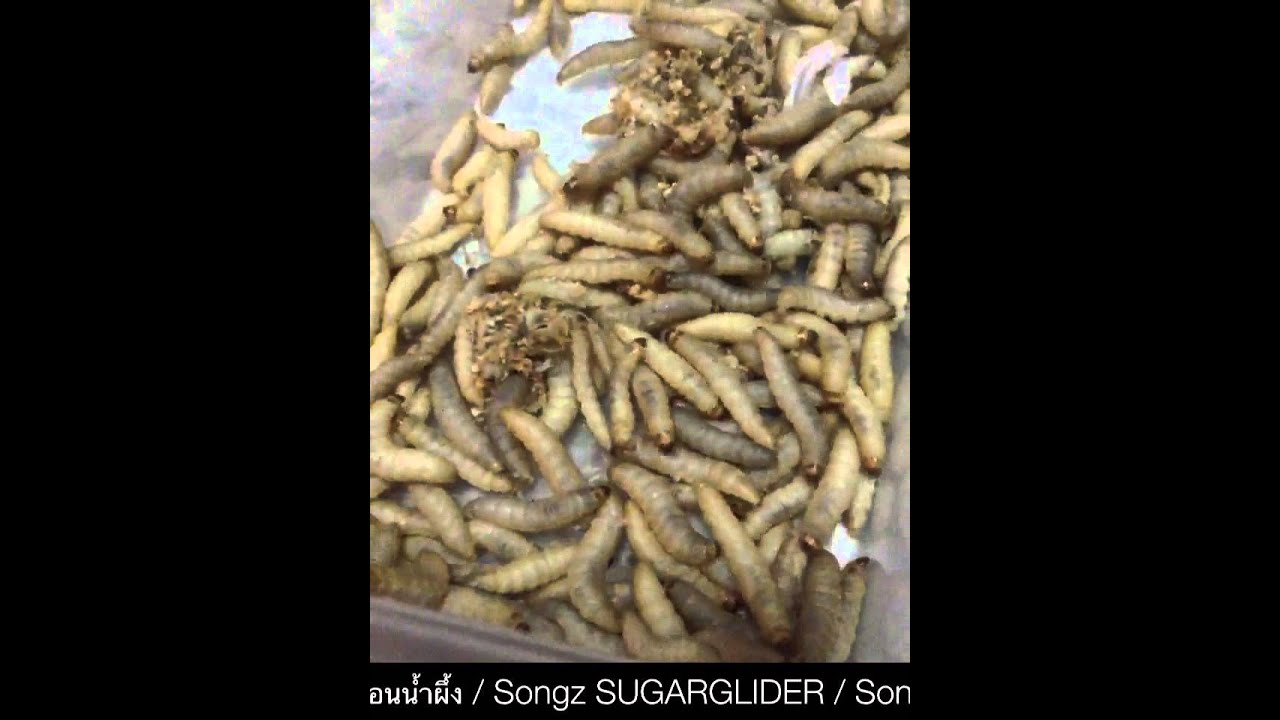 download waxworms near me download waxworms near me