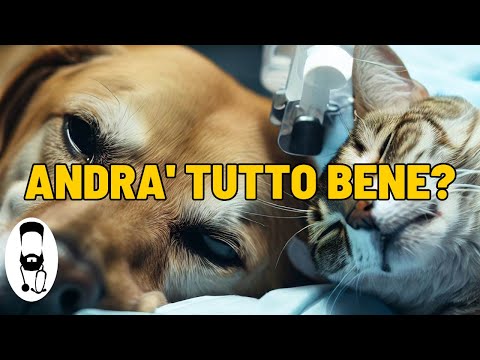 Video: Effetti collaterali del prednisone nei cani