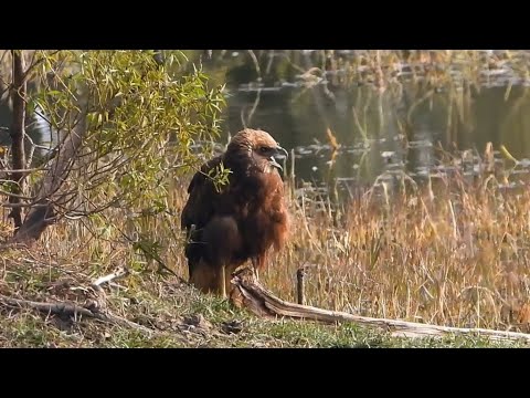 Western Marsh Harrier baby calling