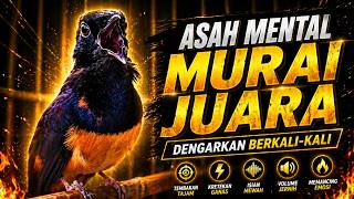 PANCINGAN MURAI BATU PAGI HARI FULL ISIAN TEMBAKAN, AMPUH BIKIN MURAI BATU BONGKAR ISIAN