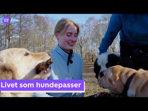 Video: Hvordan identificerer jeg en anerkendt hundeopdrætter?