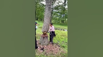 Forest Logging Scene! Unexpected Accident Happens While Woman Cuts Tree...