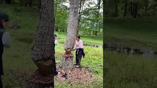 Forest Logging Scene! Unexpected Accident Happens While Woman Cuts Tree...