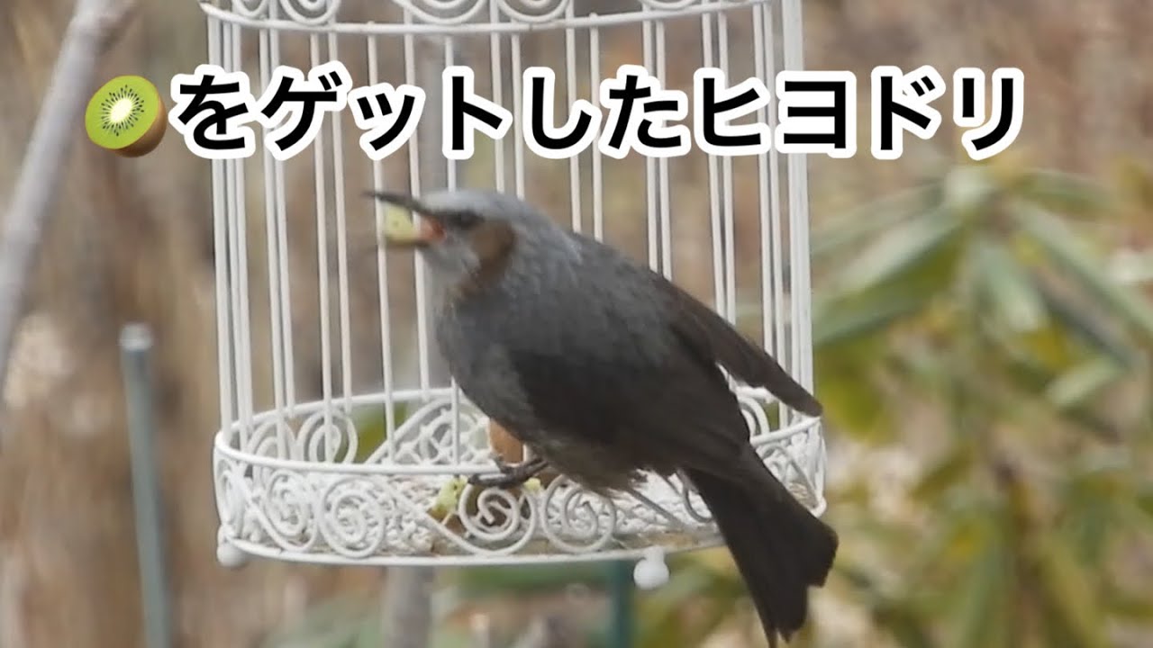 まるおの母　まるこの宿根草と低木の庭　2026 02 27 今日も日差しゼロで、空が暗い一日。ガーデニングには、最高の環境。スズメの学校の給食はおしまいです。今日も沢山の鳥がやって来ました。
