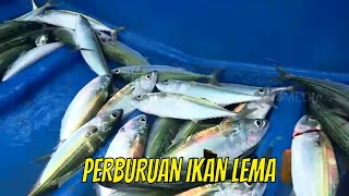 Rani Patricia Berburu IKAN LEMA | JEJAK PETUALANG (19/09/21)