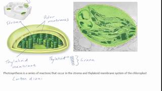Chloroplasts and Mitochondria (Energy production in cells)