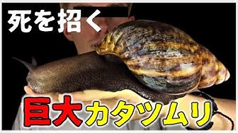 アフリカマイマイ Youtube