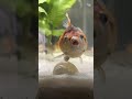 This is gordo