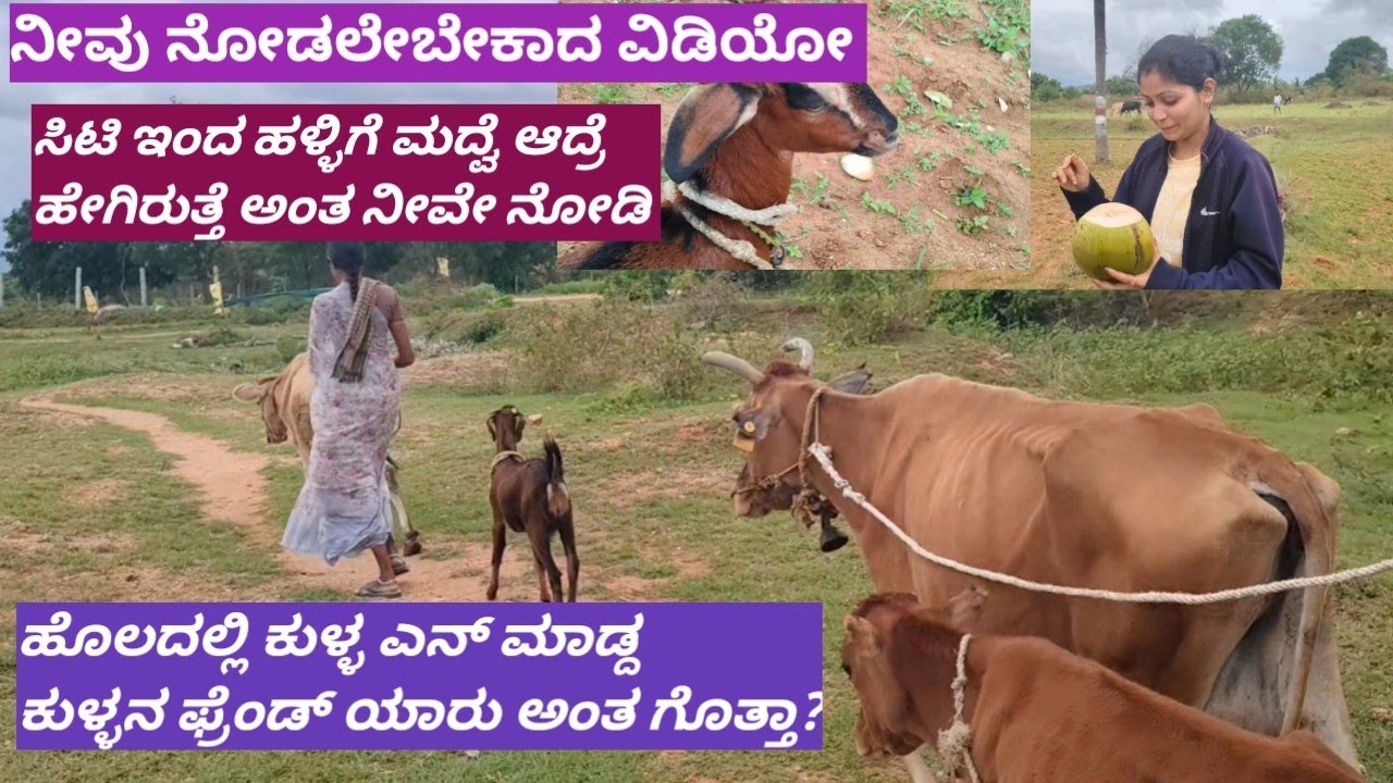 ಸಿಟಿಇಂದ ಹಳ್ಳಿಗೆ ಮದ್ವೆ ಆದ್ರೆ ಇರುವುದಕ್ಕೆ ಆಗುತ್ತಾ / ಕುಳ್ಳ ಹೊಲದಲ್ಲಿ ಎನ್ ಮಾಡ್ದ ಗೊತ್ತಾ ಅವನ್ ಫ್ರೆಂಡ್ ಯಾರು ?