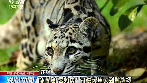 婦人撿到動物皮毛 疑是絕跡台灣雲豹  20160225 公視晚間新聞 - 天天要聞
