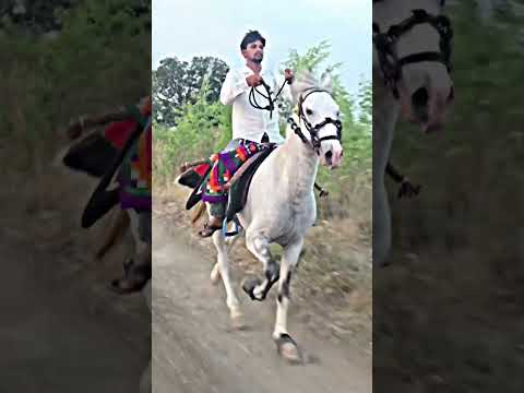 Bazigar MH #horse #indiansindhi #horseracing
