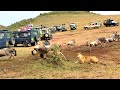 Ona Uwezo Wa Simba Anapokamata Nyumbu Lioness Catch Wildebeests For Her Male At Serengeti Park Ona Uwezo Wa Simba Anapokamata Nyumbu Lioness Catch Wildebeests For Her Male At Serengeti Park