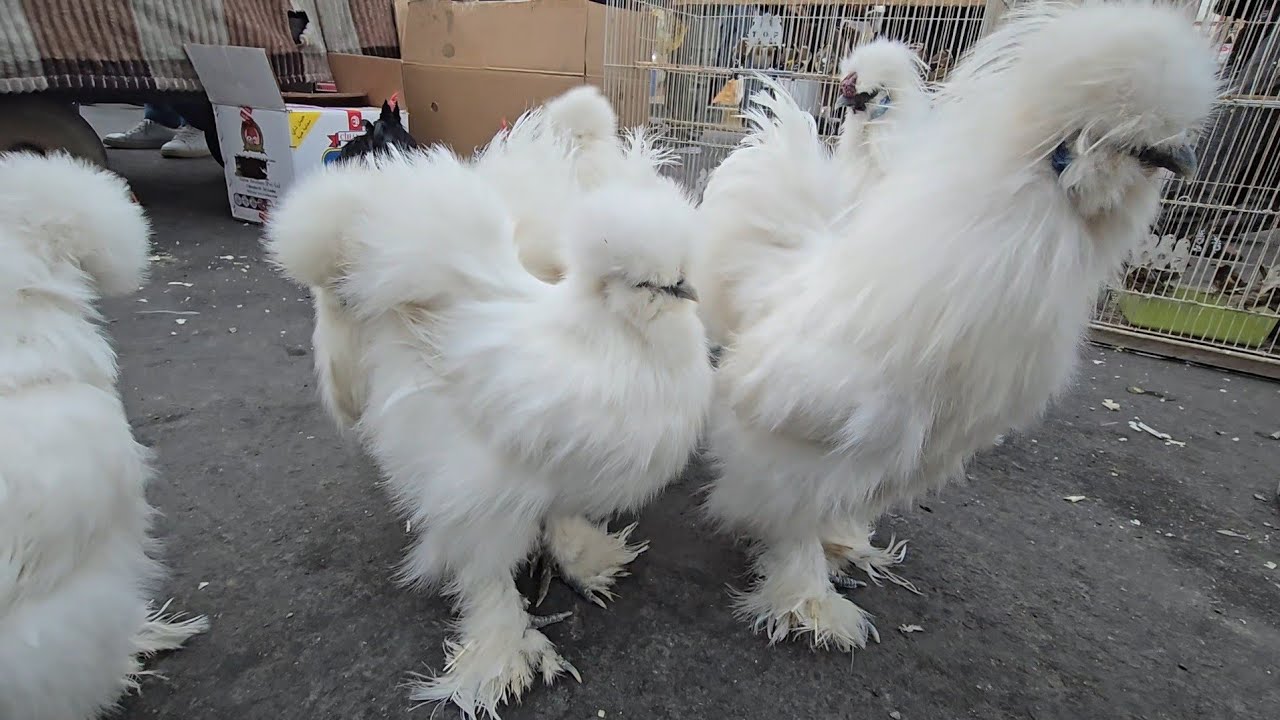 سوق الغزل يوم الجمعة انواع الدجاج العربي الاصلي والكويتي والحمام بالعراق 28 نوفمبر 2025