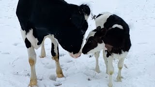 Mama Cow And Her Baby Are Reunited After A Month Apart | The Dodo