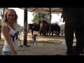 Тайские слоны / Thai elephants