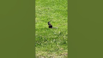 Cute gopher snake #subscribe #shortvideo #nature #original #nature #originalcontent #gophers