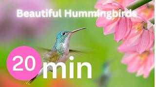 Timer Hitung Mundur 20 Menit dengan Burung Kolibri, Musik Relaksasi, dan Lonceng #20minutetimer #20minutes