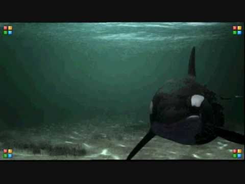Free Willy 4 Free Willy 4