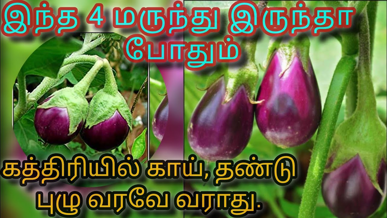 கத்தரி செடியில் காய் மற்றும் தண்டு புழு கட்டுப்பாடு 