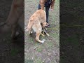April 16, 2026 dogs playing nice olympia
