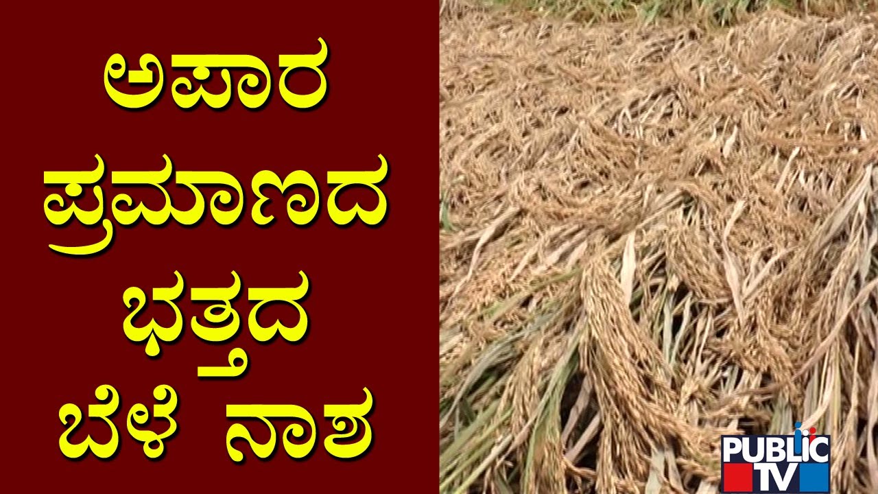 Heavy Rains Damage Paddy Crop In Harihara Taluk, Davangere - YouTube