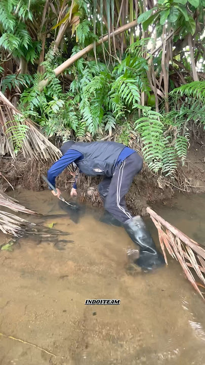 Catching big fish trapped in a small river😋😍 #lelelembat
