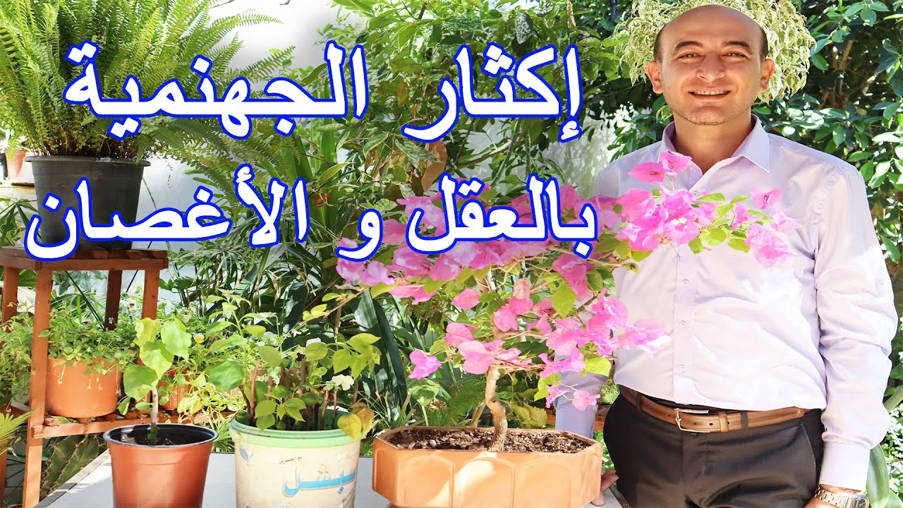 زراعة و اكثار نبتة الجهنمية من العقل و الاغصان