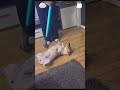 Attention doge #funnyvideo #funnydog #foryou #capcut