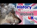 History and the return of wolves to the uk  rewilding britain