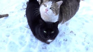 Bagira cat family not frozen in frost day