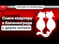 Мы арендовали квартиру  в Калининграде Дочку приняли в школу