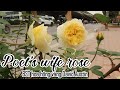Hoa hồng vàng Poet&#39;s wife rose | BST hồng David Austin rose