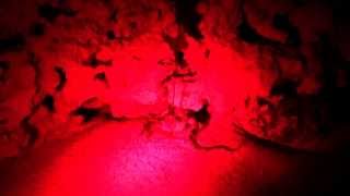 Target Feeding Brittle Star