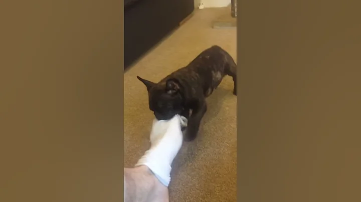 Puppy French bulldog trying to take my socks off