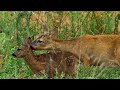 Beautiful Nature Footage, 2015, Baby Deer, UHD