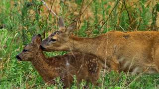 Beautiful Nature Footage, 2015, Baby Deer, UHD