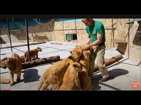 СМОТРЕТЬ   ВСЕМ  ,кто хочет увидеть  как  Олег Зубков  общается  с львятами  до их выхода в Сафари .