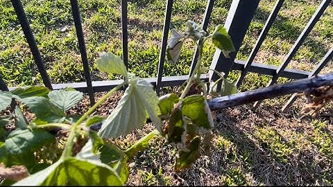 Raspberry Cane Blight Disease 😥