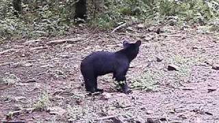 Lost Bear cub crying for mom