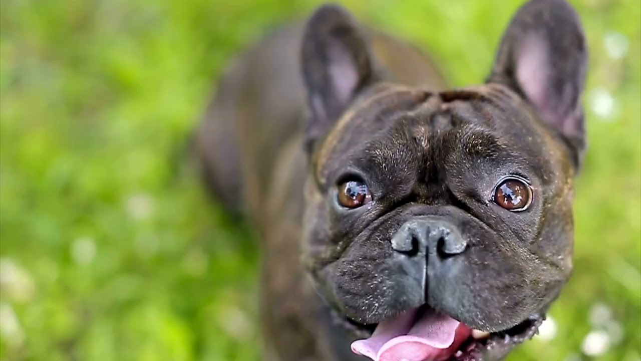 The most Lovely  dog breeds!