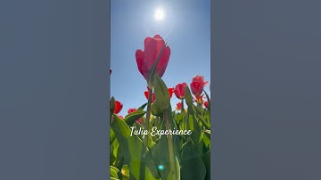 Tulip Experience Amsterdam Netherlands 🌷 | A Colorful Spring Adventure!