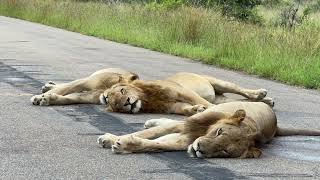 Tired Lion Brothers Fall Asleep On The Road by Wildest Kruger Sightings 1,353 views 3 days ago 21 seconds