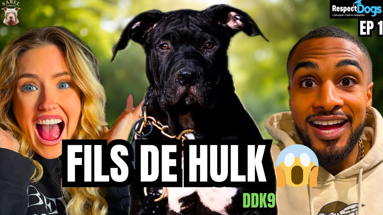 On dresse le fils de HULK… un chiot à 5 chiffres 😳