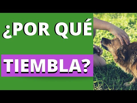 Video: ¿Los cachorros se ponen irritables por la falta de sueño?