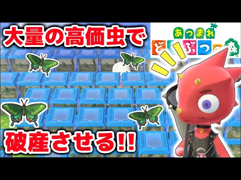 【あつ森】貯めた虫全部レックスに売っ払っう!!!!【赤髪のとも:あつまれどうぶつの森】36