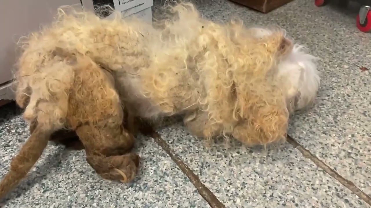 Miracle video update