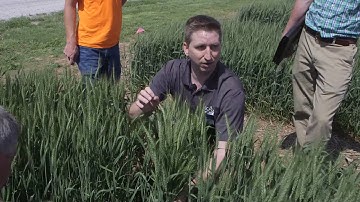 UK to host Virtual Wheat Field Day (video)