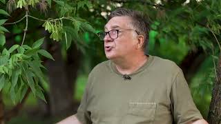видео: Самое вредное дерево? картинка: Самое вредное дерево?
